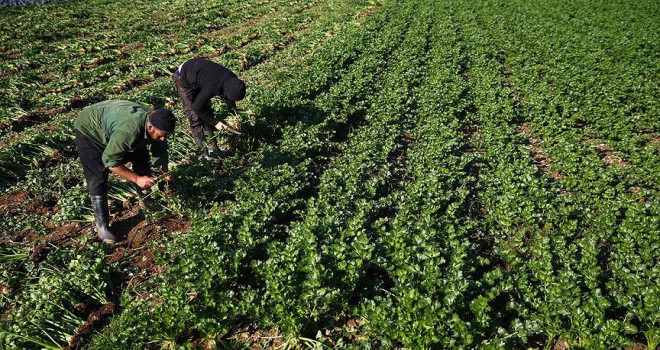 Kerevizin fiyatı üreticisini sevindirdi