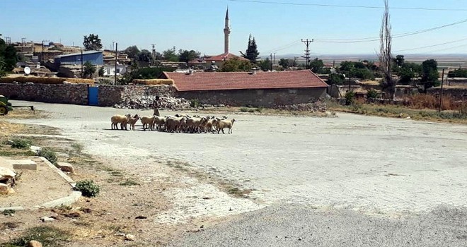 Kayıp kuzuları AFAD buldu