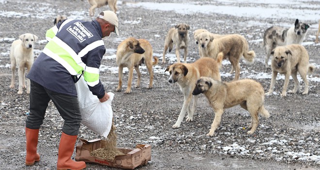 Sahipsiz hayvanlara düzenli olarak yiyecek bırakılıyor