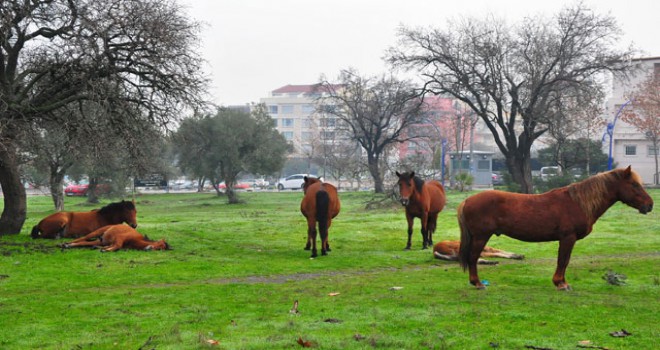 Atlar şehir merkezine indi