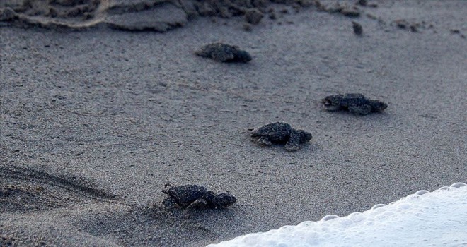 Kum tepeleriyle ünlü Patara carettaların da yuvası