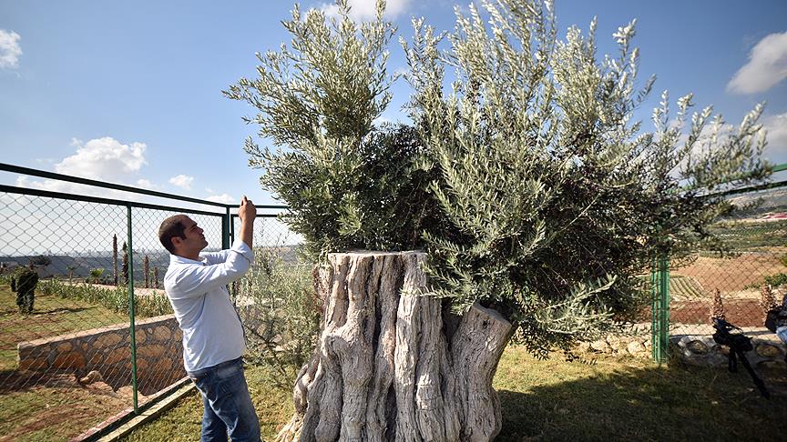 Mersin'de 800 yıllık ağaçta zeytin hasadı