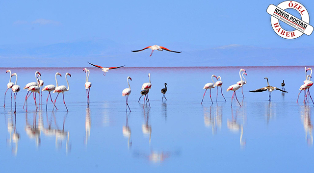 10 bin flamingo kuluçkadan çıktı