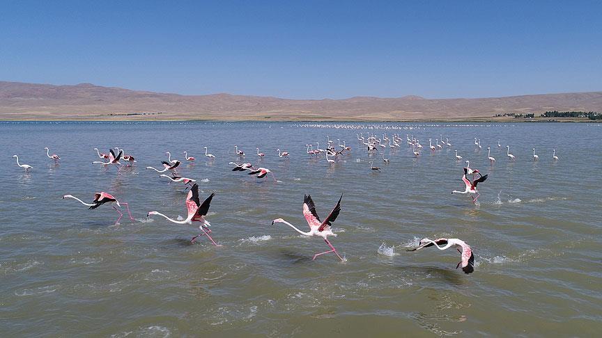 Flamingoların sıcak bölgelere göçü başladı