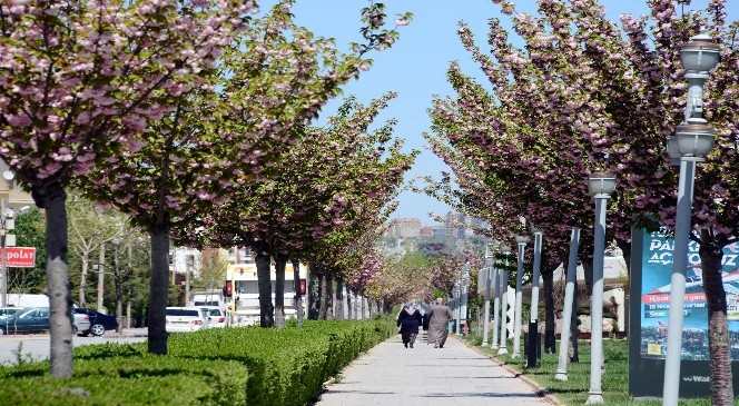 Konya'da Rengarenk Sakuralar Baharı Yaşatıyor