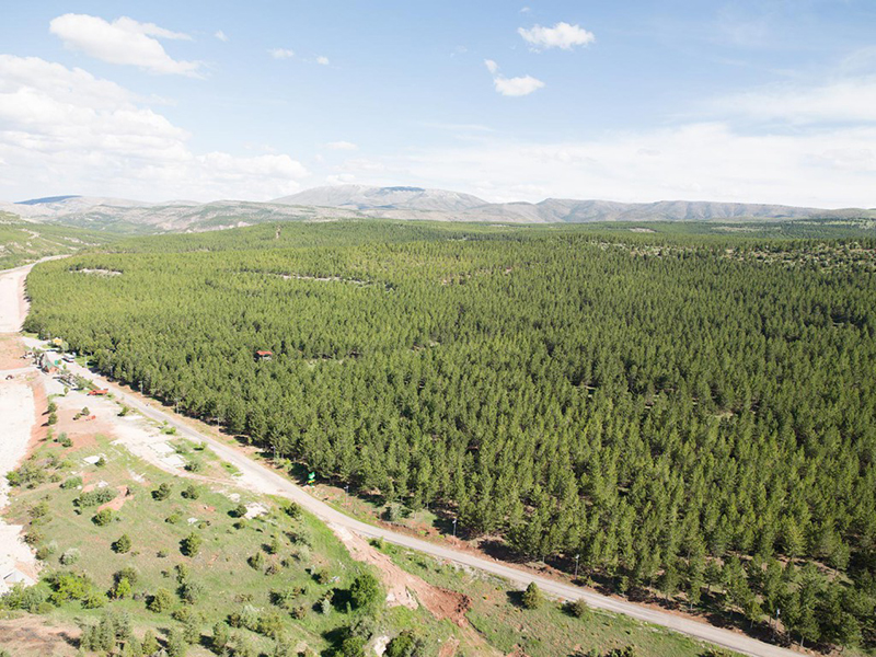 Konya orman fakiri