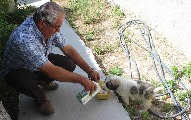 Yaralı köpeğe sahip çıktı