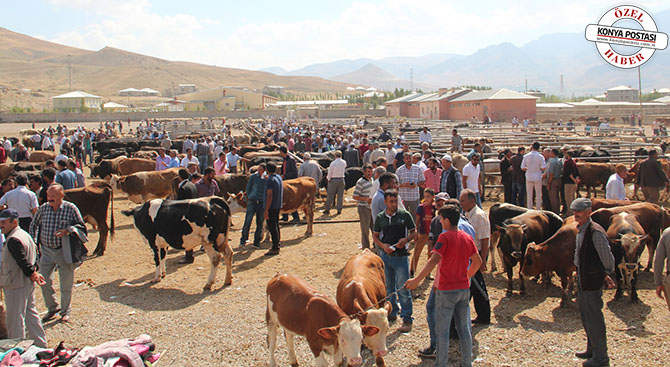 Kurbanlık hayvan yeterli