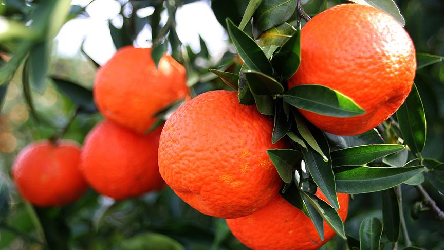 Mart ayının zam şampiyonu mandalina oldu