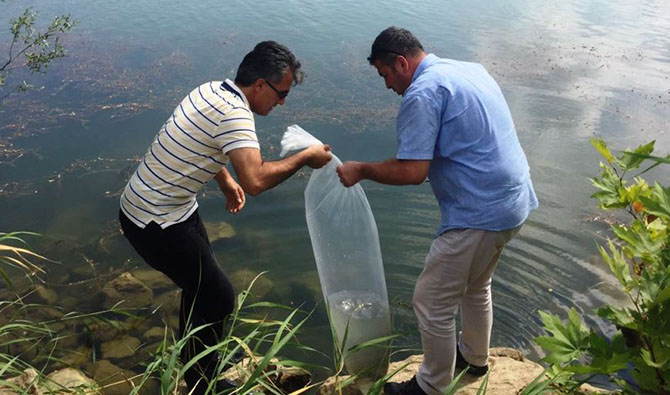 13 bin yavru sazan göletlere bırakıldı