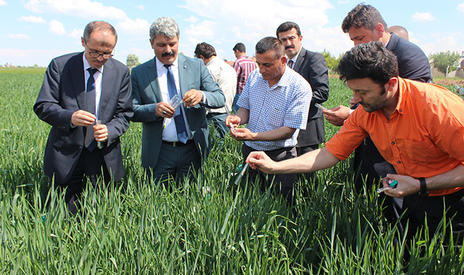 Süne ile biyolojik mücadele başladı