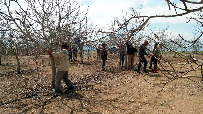 Seydişehir'de ceviz budama eğitimi