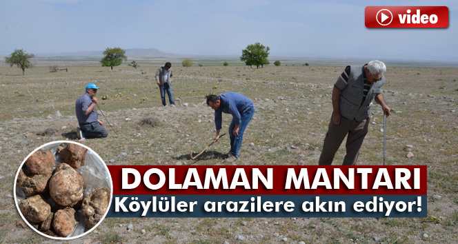 Dolaman Mantarı! Köylüler arazilere akın ediyor