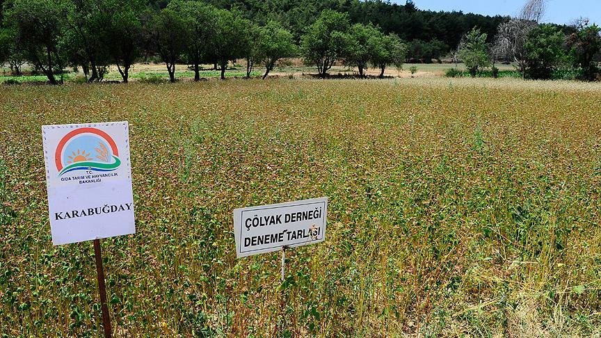 Çölyak hastaları için 'ekmek' tarlası