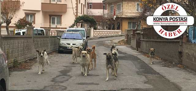 Cemaatin başıboş köpek korkusu