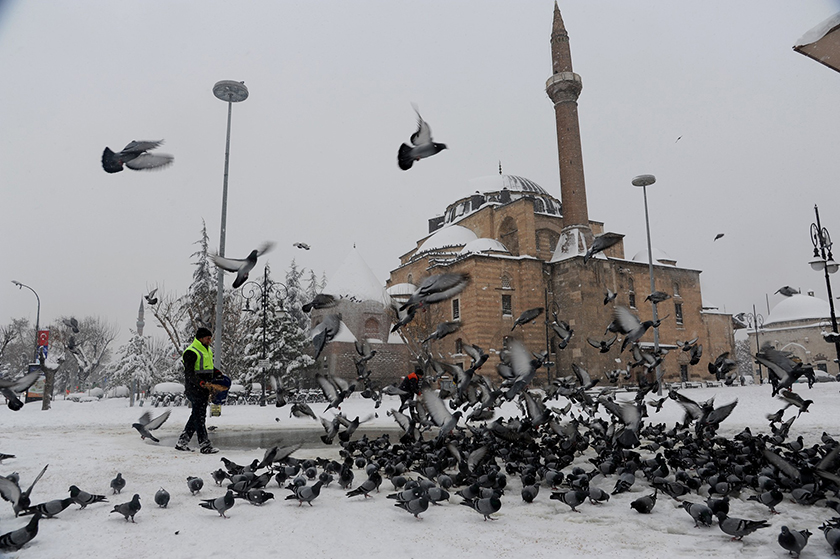 Büyükşehir, kuşlara ve sahipsiz hayvanlara yem bırakıyor