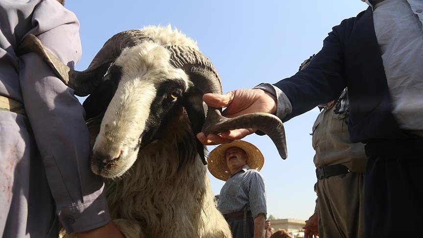 Bayram sonrası "kurbanlık" bilançosu