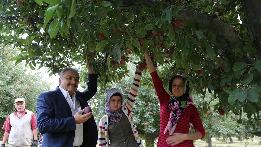 Elma üreticisinin yüzü güldü