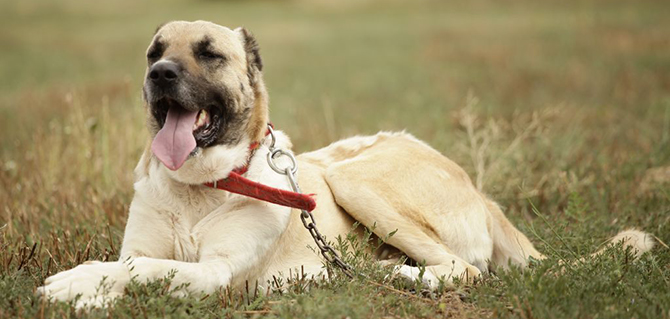 Damızlık köpek yetiştirilecek