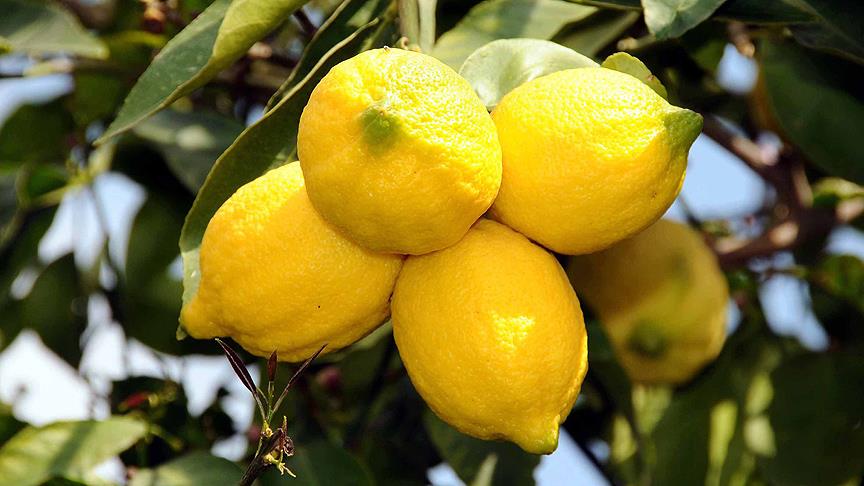 Ekşi limondan tatlı gelir