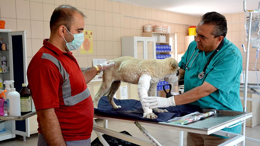 'Köpeği getirmeseydim, gece yatamazdım'