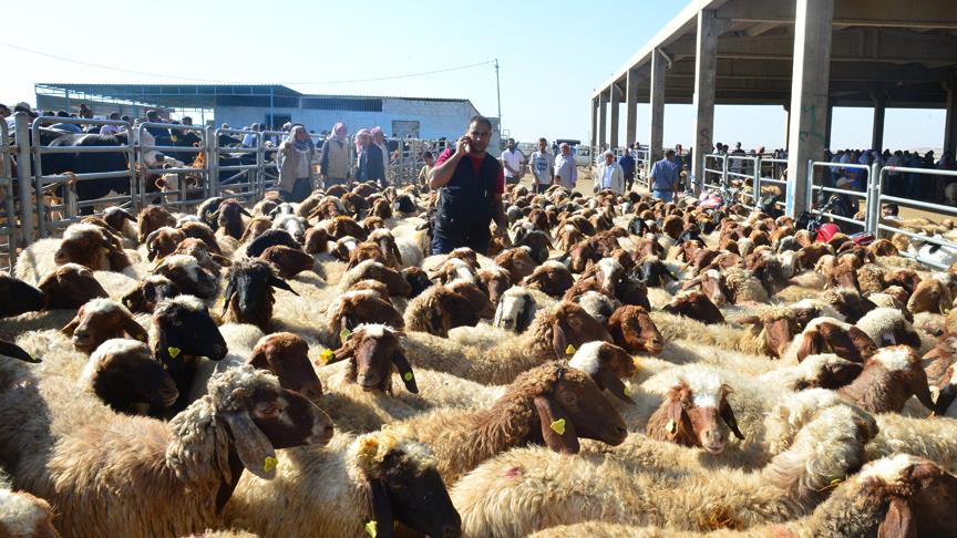 Kurbanlıklar görücüye çıktı