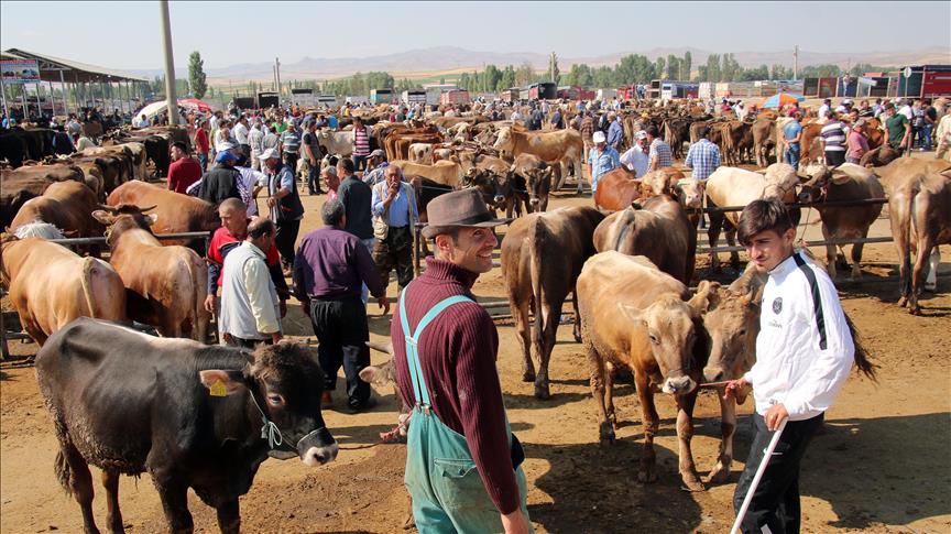 Kurbanlık hayvan konusunda sıkıntı yok