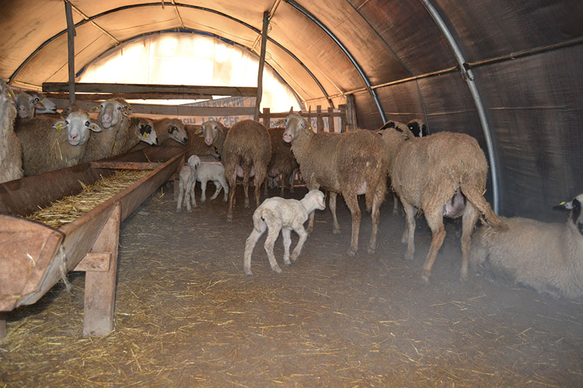 Kulu'da kuzu besicilerinin heyecanı