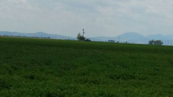 Karapınar'da 17 yaşındaki genç tarlada ölü bulundu