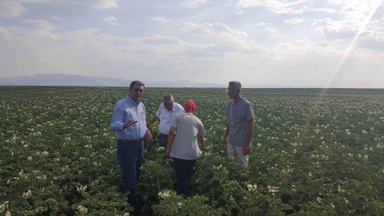 Konya Şeker, yerli patates tohumu üretti