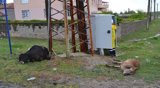 Elektrik Akımına Kapılan Hayvanlar Telef Oldu