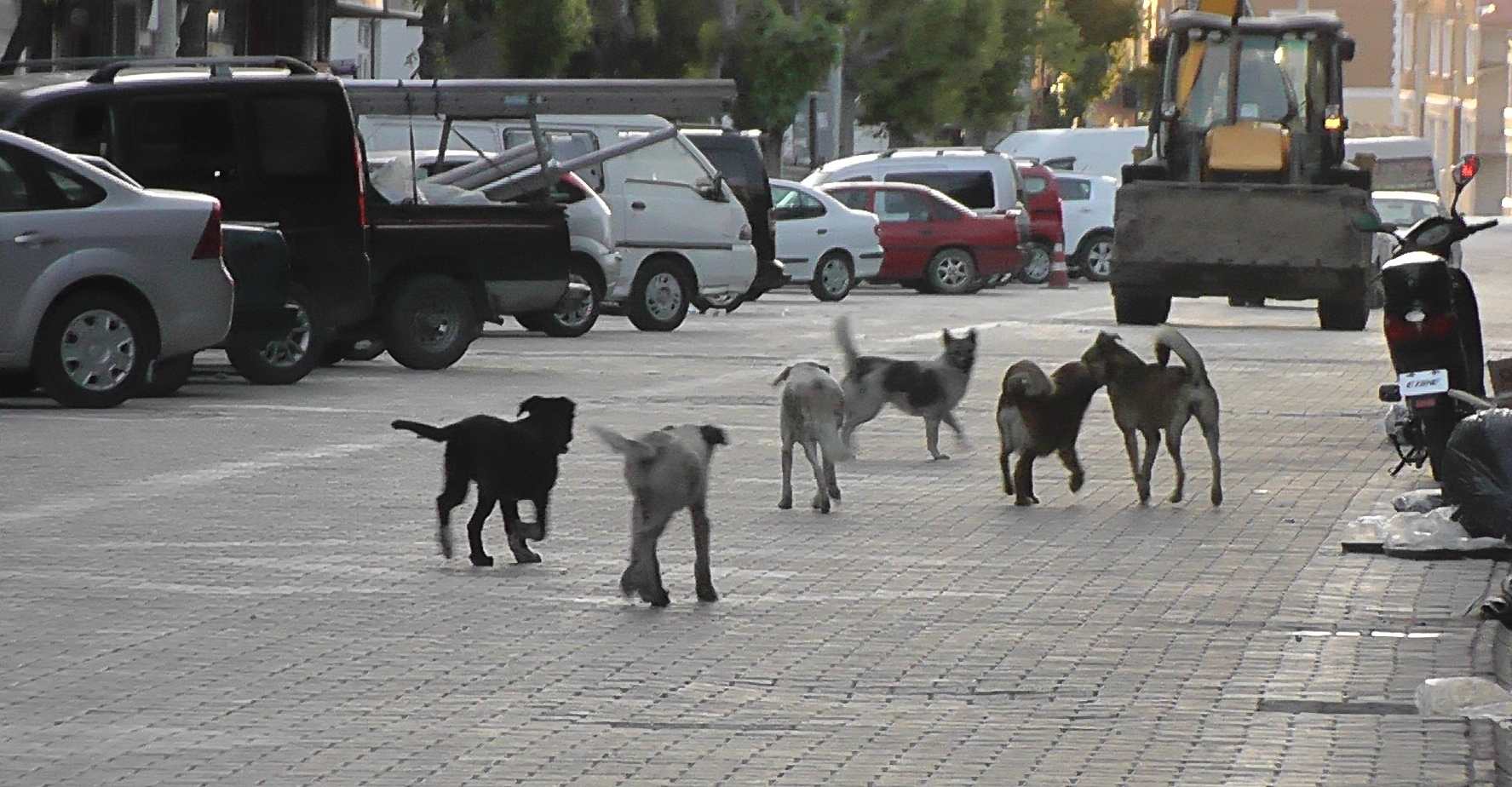 Vatandaşlar Sokak Köpeklerinden Tedirgin