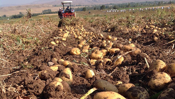 Patates üretiminde Türkiye ikincisiyiz