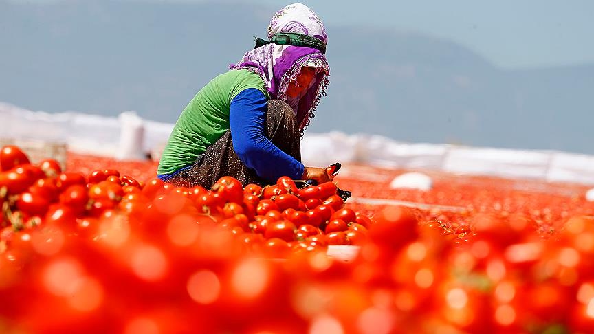 TZOB Genel Başkanı Bayraktar: Domatesin ekonomiye katkısı 12,7 milyar lira