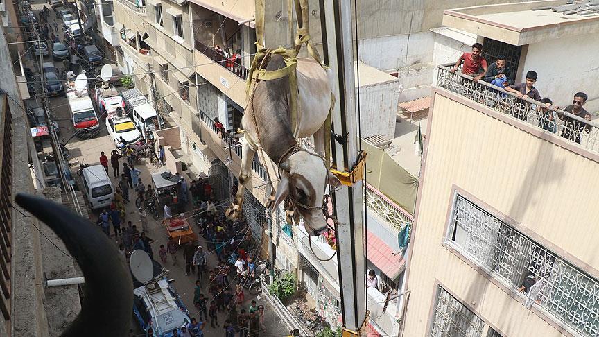 Evinin çatısında beslediği kurbanlıkları vinçle indirdi