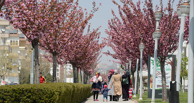 Sakuralar şehre renk katıyor