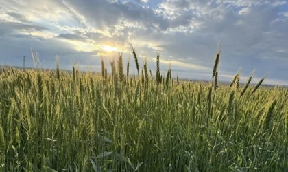 Son yağışlar hububat üreticisinin kaygısını giderdi