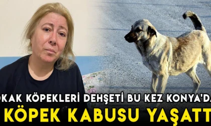 Sokak köpekleri dehşeti bu kez Konya'da! 5 köpek kabusu yaşattı!
