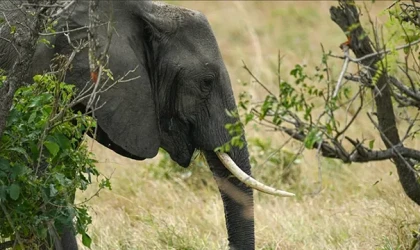 Güney Afrika'da Artan Fil Nüfusu Ekosistemi Zorluyor