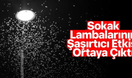 Sokak Lambalarının Şaşırtıcı Etkisi Ortaya Çıktı