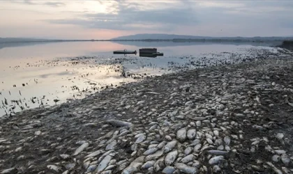 Volos'ta binlerce ölü balık yüzeyde