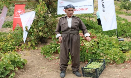 "Behdini Üzümü Hasat Şenliği" düzenlendi