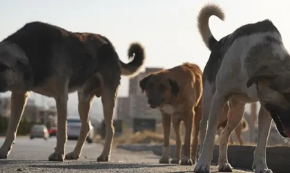 Süleymaniye'de sahipsiz köpekler tehlike oluşturuyor