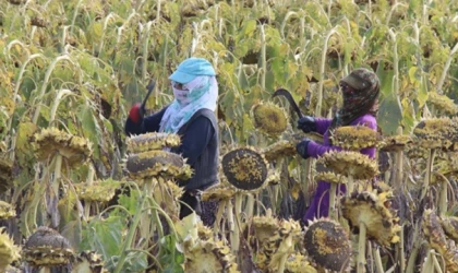 Ağrı Ovası'nda ayçiçeği hasadı sürüyor