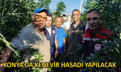 Konya’da kenevir hasadı yapılacak