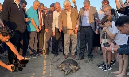 Tedavisi biten 3 deniz kaplumbağası denize salındı