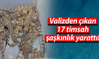 Valizden çıkan 17 timsah şaşkınlık yarattı!