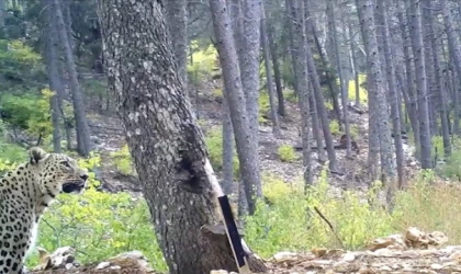 Anadolu parsı fotokapanla görüntülendi