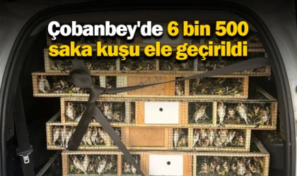 Çobanbey'de 6 bin 500 saka kuşu ele geçirildi