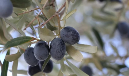 Tekirdağ'da zeytin hasadı sürüyor